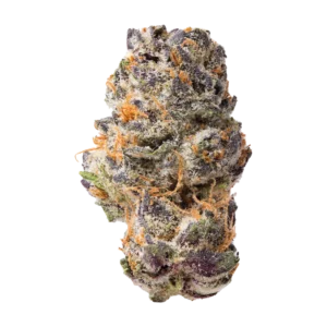 1G Queen Sherb