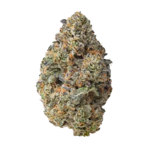 1G Purple Passion